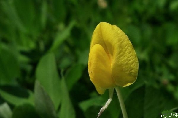 蔓花生是一種什么植物呢 蔓花生有什么作用呢