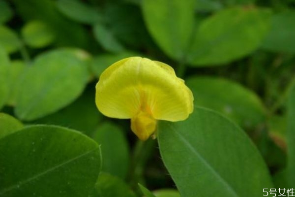 蔓花生的花語(yǔ)是什么呢 蔓花生的種植有什么注意的呢