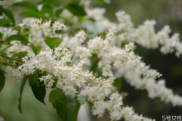 山指甲的花語是什么呢 山指甲的種植有什么注意的呢