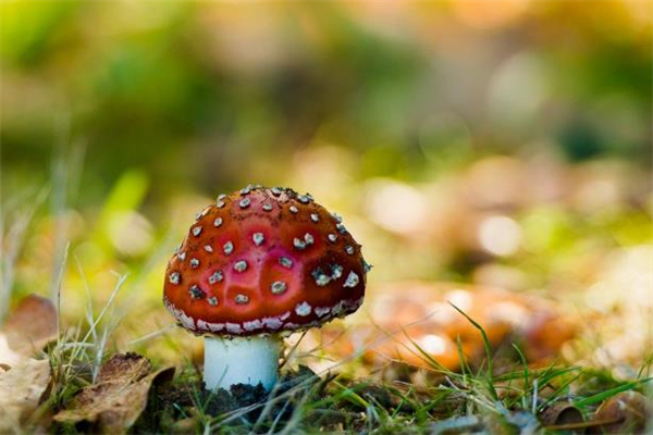 紅蘑菇孕婦能吃嗎 孕婦吃紅蘑菇有害嗎