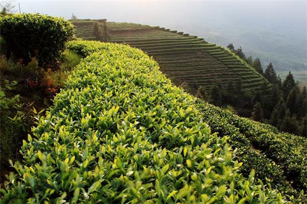 喝清明茶能減肥嗎 清明茶每次喝多少合適