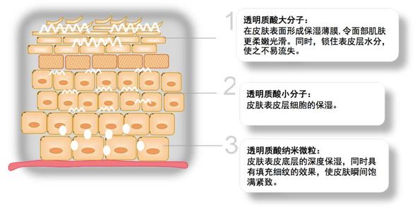 透明質酸是什么 透明質酸的護膚作用 