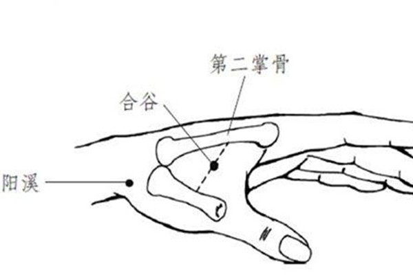 合谷穴能針灸嗎 合谷穴針灸的作用