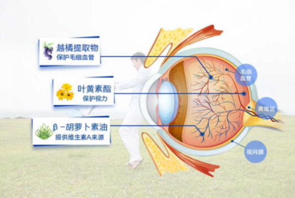 葉黃素的功效與作用 幫助維護眼部健康