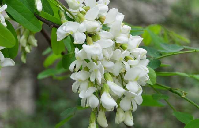 洋槐花幾月份開花 洋槐花什么時候開花