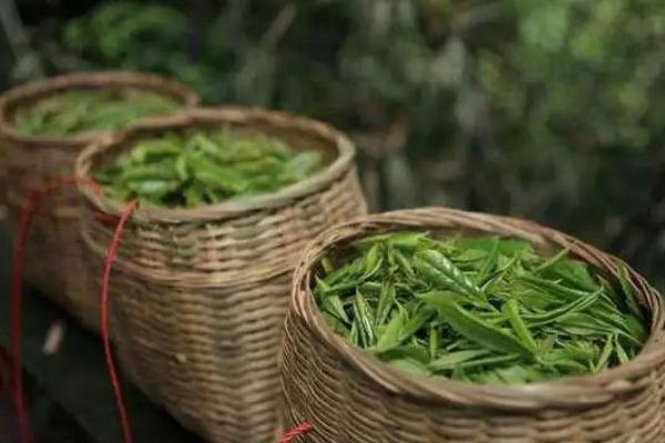 茶葉可以除口臭嗎 茶葉可以嚼著吃嗎