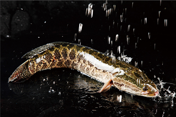 黑魚(yú)是海魚(yú)還是淡水 黑魚(yú)是入侵物種嗎