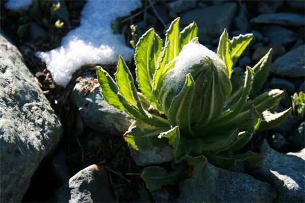 天山雪蓮治什么病 天山雪蓮治風濕的用法