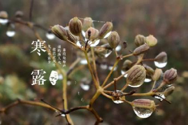 寒露的節(jié)氣的含義是什么意思 寒露的來(lái)歷和風(fēng)俗