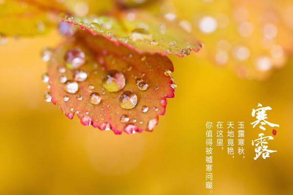 寒露節(jié)氣是幾月幾日 寒露節(jié)氣如何養(yǎng)生