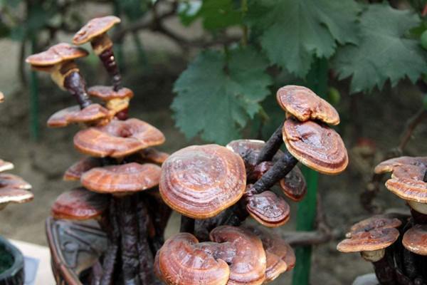 靈芝泡水能降血壓嗎 靈芝泡水能降尿酸嗎