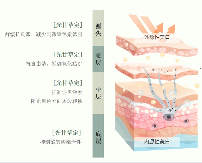 美白黃金|光甘草定的功效與作用你知道多少呢？