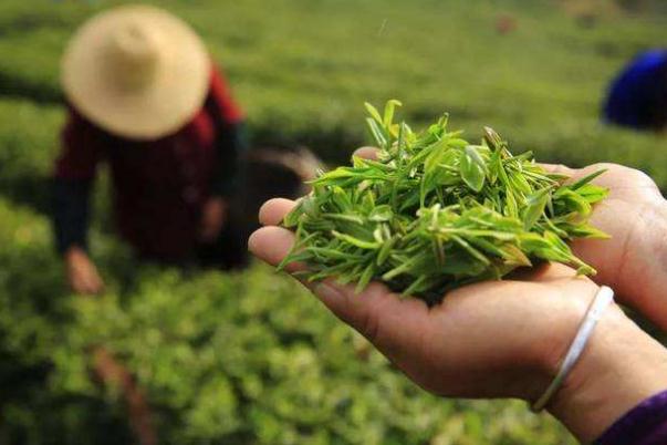 廬山云霧茶可以減肥嗎 喝廬山云霧茶的好處