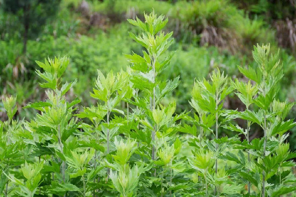 艾草泡水可以治療婦科病嗎 艾草對婦科炎癥有幫助嗎