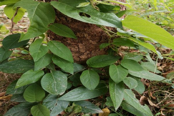 雞屎藤可以用來(lái)治療濕疹嗎 雞屎藤可以煮水給寶寶洗澡嗎