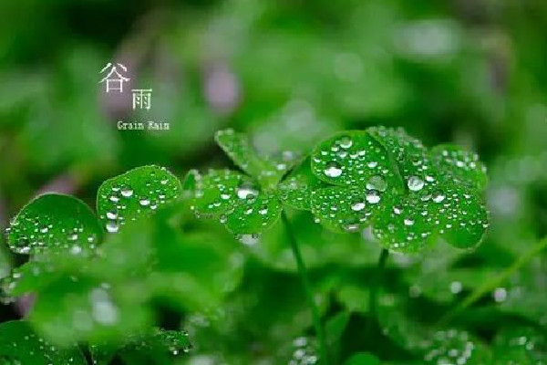 谷雨節(jié)氣喝什么茶養(yǎng)生 谷雨節(jié)氣的飲食禁忌