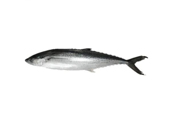 鲅魚(yú)有寄生蟲(chóng)嗎 鲅魚(yú)有魚(yú)泡嗎