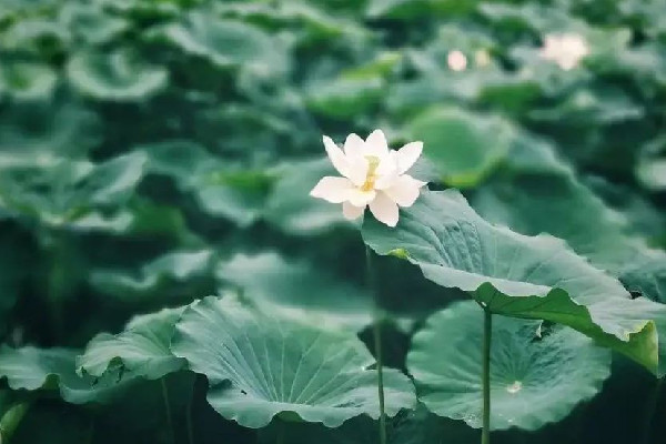 三伏天可以喝姜棗茶嗎 三伏天喝三豆湯是指哪三豆