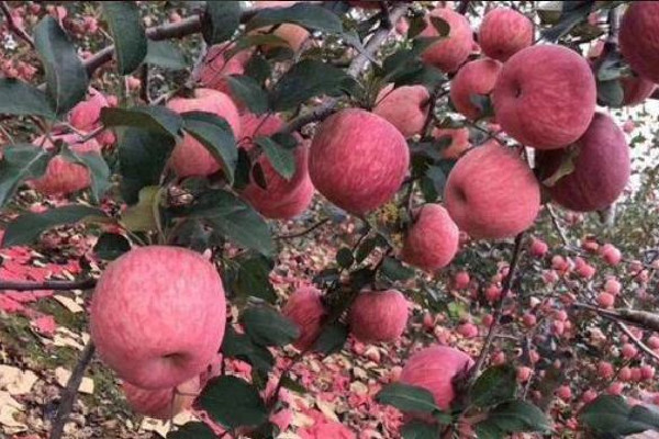 紅富士蘋果產(chǎn)地在哪里 紅富士蘋果特點