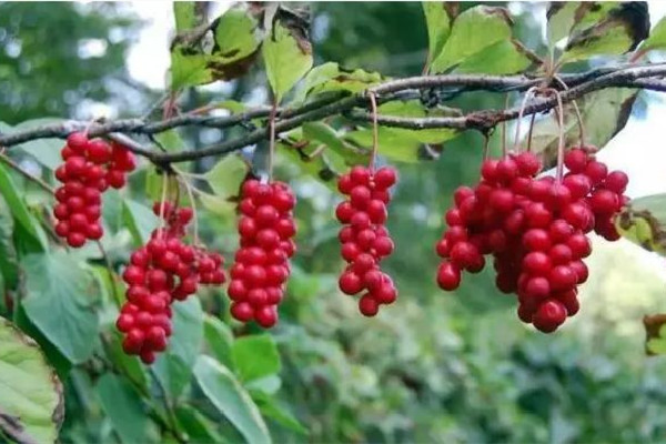 五味子可以長(zhǎng)期吃嗎 五味子長(zhǎng)期食用的危害