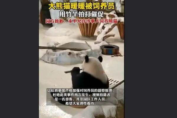 飼養(yǎng)員用竹竿打熊貓暖暖園方回應(yīng) 熊貓是國家?guī)准壉Ｗo(hù)動物